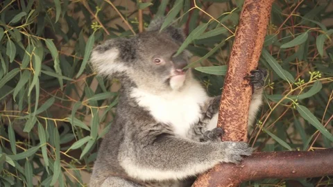 Koalas Australia Stock Footage 113772749