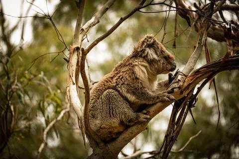 Koala's Eucalyptus Rest Stock Photos