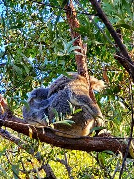 Koalas Napping Fotos de archivo