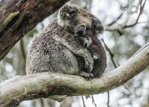 Koalas Foto stock