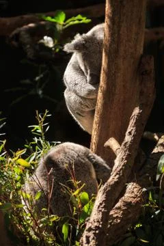 Koalas sleeping in a eucalyptus tree Stock Photos