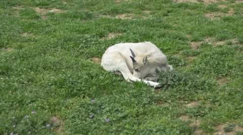 Kob Antelope Foal Stock Footage 62057220