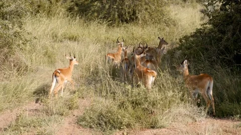 Kob antelope herd walking through african savannah grassland Stock-Footage 332513104