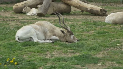 Kob Antelope Laying Stock Footage 62114859