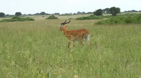 Kob in Grass 库存影片 10314937