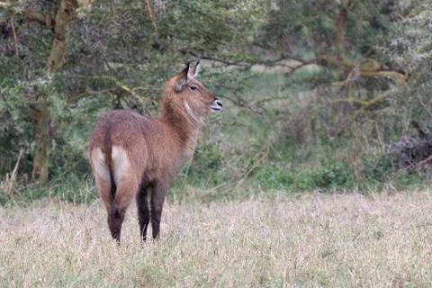 KOB standing in a clearing at the edge of a forest in the rain in the African Foto stock