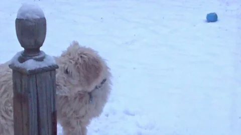 Kobe in snow Stock Footage 94657229
