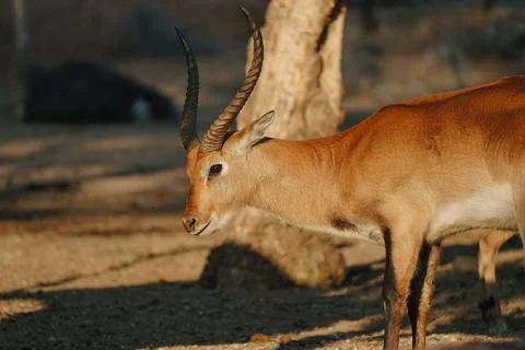 Kobus antelope on sunlight in Namibia Stock Photos