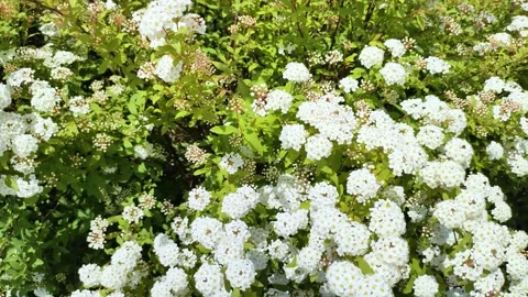 Kodemari swaying in the wind Stock Footage 302038837