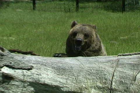 Kodiak Bear Video stock 818412