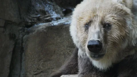 Kodiak bear Stock Footage 132375433