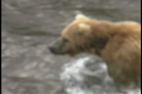Kodiak Bear on the move Stock Footage 951302