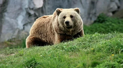 Kodiak brown bear Stock Footage