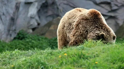 Kodiak brown bear Stock Footage 707465