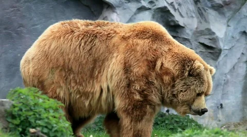 Kodiak brown bear Vídeos de archivo 707494