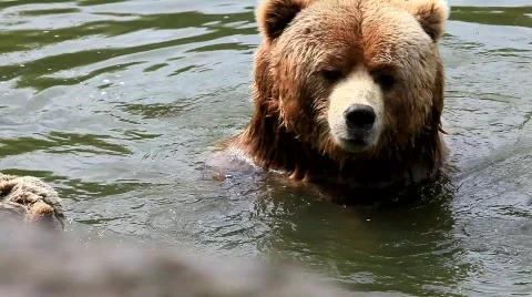 Kodiak brown bear Stock Footage 707920