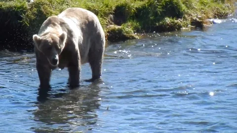 Kodiak Brown Bear at a River Stock Footage 124935946