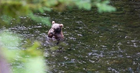 Kodiak Brown Bears - Bear and Salmons Stock Footage 79107820