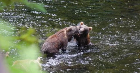 Kodiak Brown Bears - Bear Cubs Fighting Stock Footage 79107826