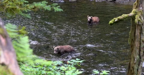 Kodiak Brown Bears - Bear Cubs Chasing Salmons Stock Footage