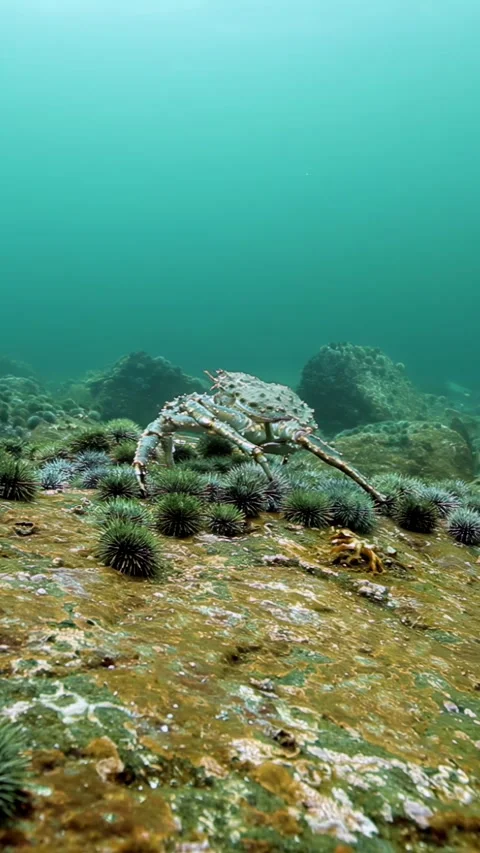 Kodiak King Crab Wanders Along the Ocean Floor at Twilight Stock Footage 328907793