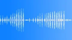 Koel Bird Call - Loop Sound Effect