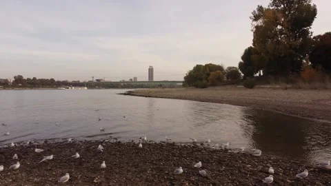 Koeln Rhein 06 库存影片 164114392