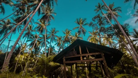 Koh Pha Ngan palms trees dance  Stock Footage 77856226