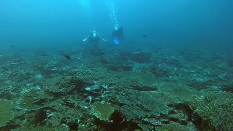 Koh Phi Phi, Thailand, CIRCA April 2016: Scuba divers swimming in the Andaman Stock Footage 124719095