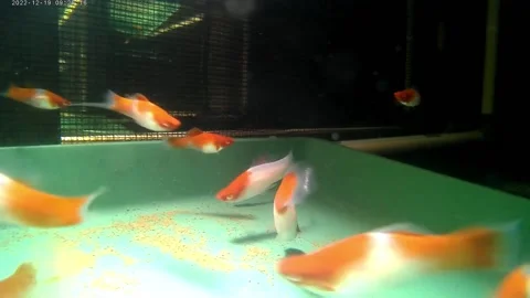 Kohaku Stock Footage 238897541