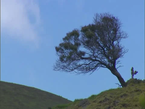 Kohala District Cinder Cone Video stock 22243607