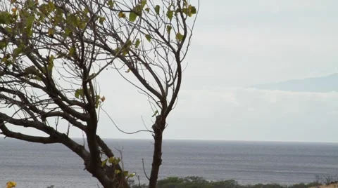 Kohala, Hawaii Video stock 45673797