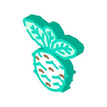 Kohlrabi cabbage isometric icon vector illustration Stock Illustration