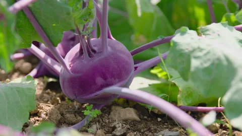 Kohlrabi on Farm, Close-up Stock Footage 312006472