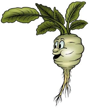 Kohlrabi Stock Illustration