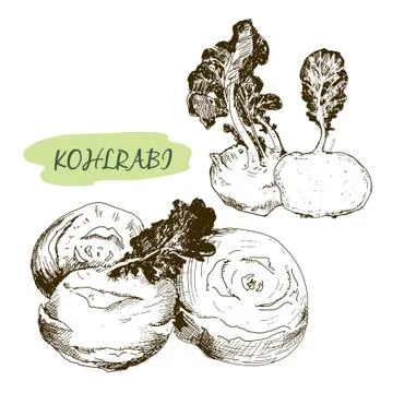 Kohlrabi Stock Illustration