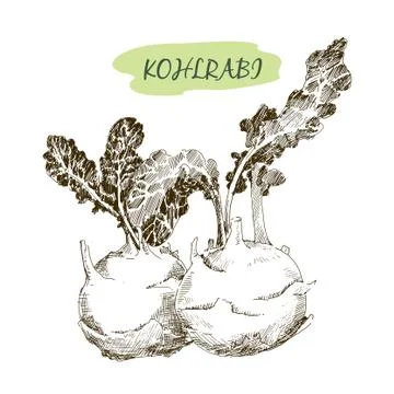 Kohlrabi Stock Illustration