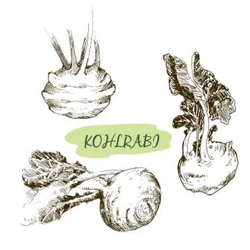 Kohlrabi Stock Illustration