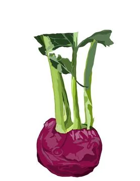 Kohlrabi Stock Illustration