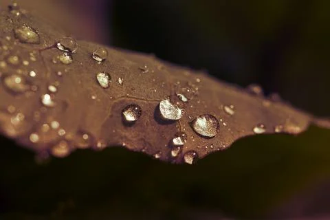 Kohlrabi leaf side view in orange lantern light with fine water droplets Stock Photos