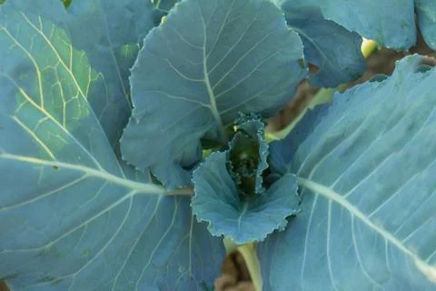 Kohlrabi leafs closeup Stock Photos