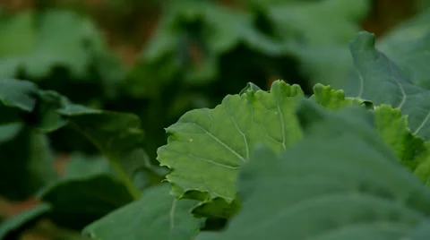Kohlrabi leaves Stock Footage 39733838