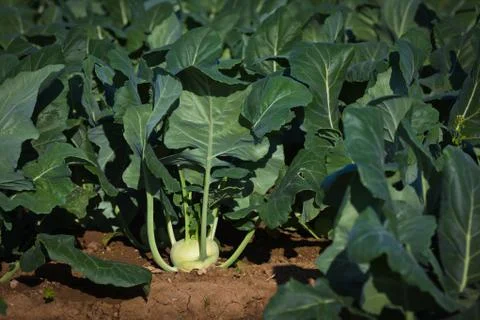 Kohlrabi Stock Photos