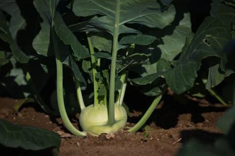 Kohlrabi Stock Photos
