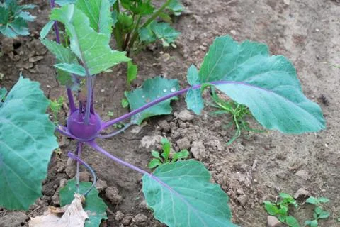 Kohlrabi Stock Photos