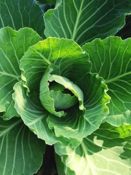 KOHLRABI Stock Photos