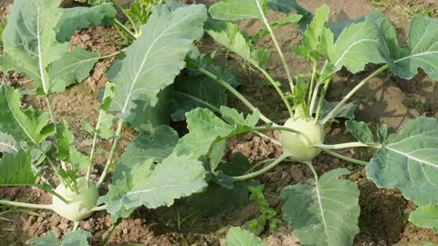 Kohlrabi Plants Stock Footage 332538896