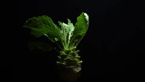 Kohlrabi root in rotation Video stock 83410382