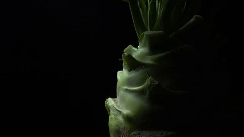 Kohlrabi root in rotation Video stock 83410405