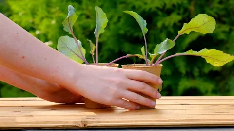 Kohlrabi seedlings. hands take cups with seedlings from a wooden table Stock Footage 234540586